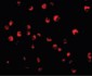 CASP8 / Caspase 8 Antibody (C-Terminus)